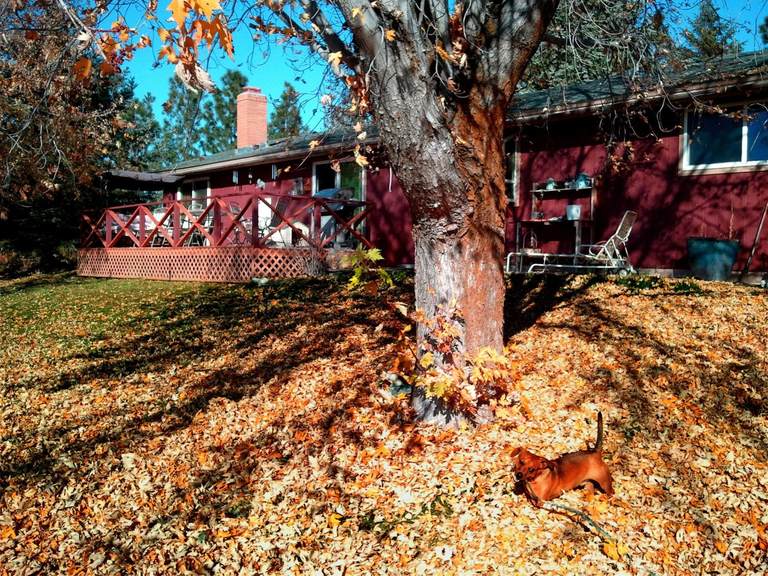 Autumn Home Tips Every Renter Should Know